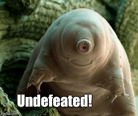 tardigrade meme | Undefeated! | image tagged in tardigrade meme | made w/ Imgflip meme maker