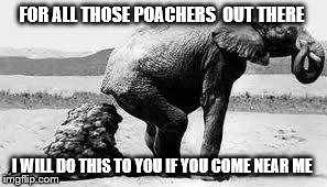 Elephant Poopy | FOR ALL THOSE POACHERS  OUT THERE I WILL DO THIS TO YOU IF YOU COME NEAR ME | image tagged in elephant poopy | made w/ Imgflip meme maker