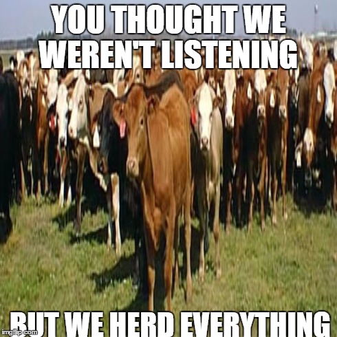 I herd that | YOU THOUGHT WE WEREN'T LISTENING BUT WE HERD EVERYTHING | image tagged in cows,moomoos,herd,puns | made w/ Imgflip meme maker