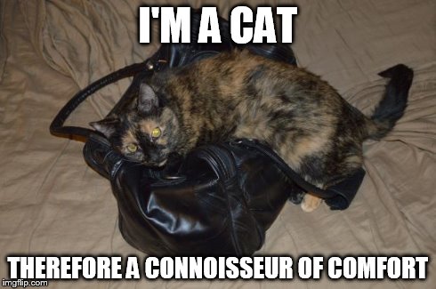 Cat Connoisseur of Comfort | I'M A CAT THEREFORE A CONNOISSEUR OF COMFORT | image tagged in cat on bag,connoisseur,comfort,connoisseur of comfort,conosewer of comfort,cat | made w/ Imgflip meme maker