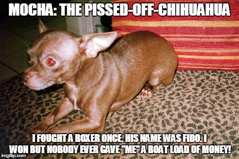 MOCHA: THE PISSED-OFF-CHIHUAHUA I FOUGHT A BOXER ONCE. HIS NAME WAS FIDO. I WON BUT NOBODY EVER GAVE "ME" A BOAT LOAD OF MONEY! | image tagged in funny memes | made w/ Imgflip meme maker