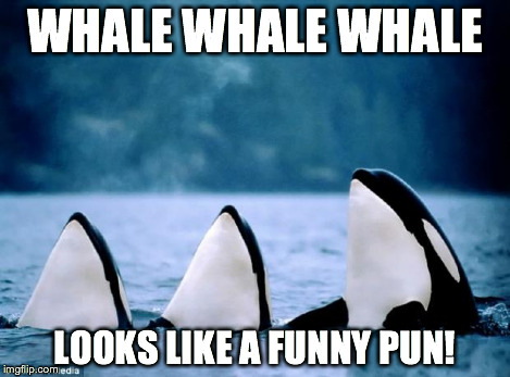 WHALE WHALE WHALE LOOKS LIKE A FUNNY PUN! | image tagged in what have we got here | made w/ Imgflip meme maker