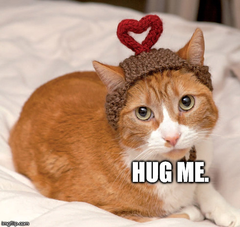 HUG ME. | image tagged in adorable,cats | made w/ Imgflip meme maker