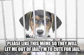sad dog | PLEASE LIKE THIS MEME SO THEY WILL LET ME OUT OF JAIL. I'M TO CUTE FOR JAIL. | image tagged in sad dog | made w/ Imgflip meme maker