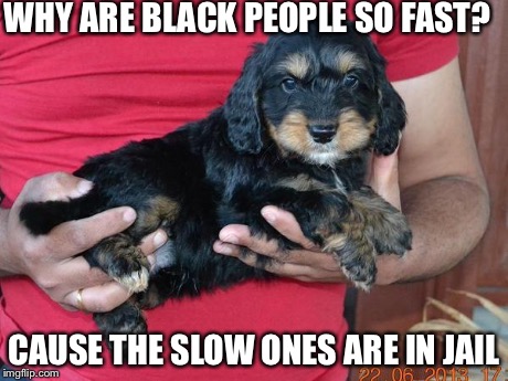 Racist Puppy | WHY ARE BLACK PEOPLE SO FAST? CAUSE THE SLOW ONES ARE IN JAIL | image tagged in racist puppy,memes | made w/ Imgflip meme maker
