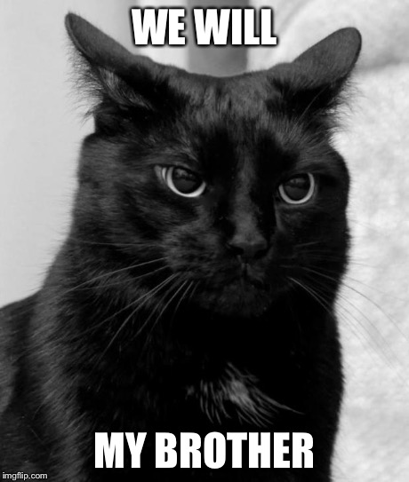 pissed cat | WE WILL MY BROTHER | image tagged in pissed cat | made w/ Imgflip meme maker