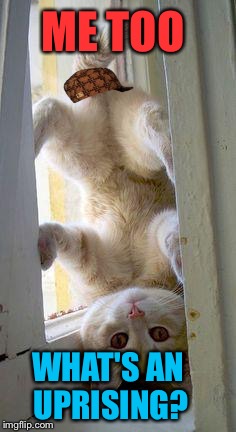 upside down cat | ME TOO WHAT'S AN UPRISING? | image tagged in upside down cat,scumbag | made w/ Imgflip meme maker