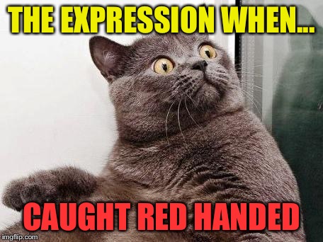 surprised cat | THE EXPRESSION WHEN... CAUGHT RED HANDED | image tagged in surprised cat | made w/ Imgflip meme maker