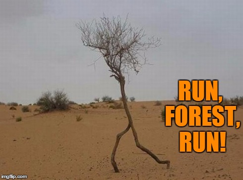 Run, Forest, Run! | RUN, FOREST, RUN! | image tagged in vince vance,forrest gump,forest gump,run,forrest run,tree running | made w/ Imgflip meme maker