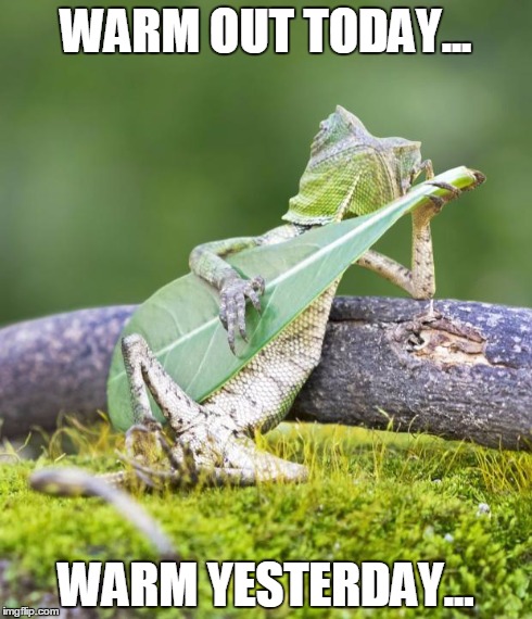 Southern Comfort | WARM OUT TODAY... WARM YESTERDAY... | image tagged in lounge lizard | made w/ Imgflip meme maker
