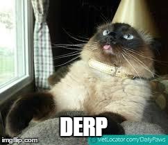 Derp Cat | DERP | image tagged in derp cat | made w/ Imgflip meme maker
