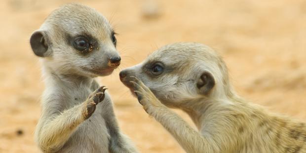 Shhh, Meerkat Blank Meme Template