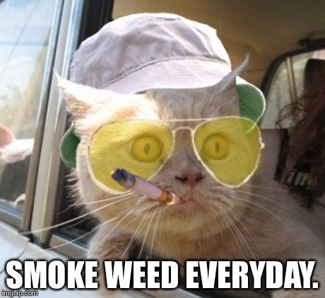 Fear And Loathing Cat | SMOKE WEED EVERYDAY. | image tagged in memes,fear and loathing cat | made w/ Imgflip meme maker
