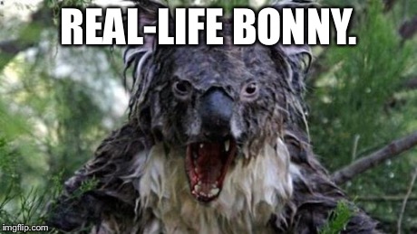 Angry Koala | REAL-LIFE BONNY. | image tagged in memes,angry koala | made w/ Imgflip meme maker