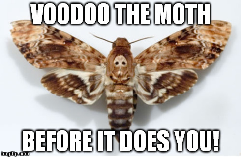 VOODOO THE MOTH BEFORE IT DOES YOU! | image tagged in memes,voodoo_the_moth | made w/ Imgflip meme maker