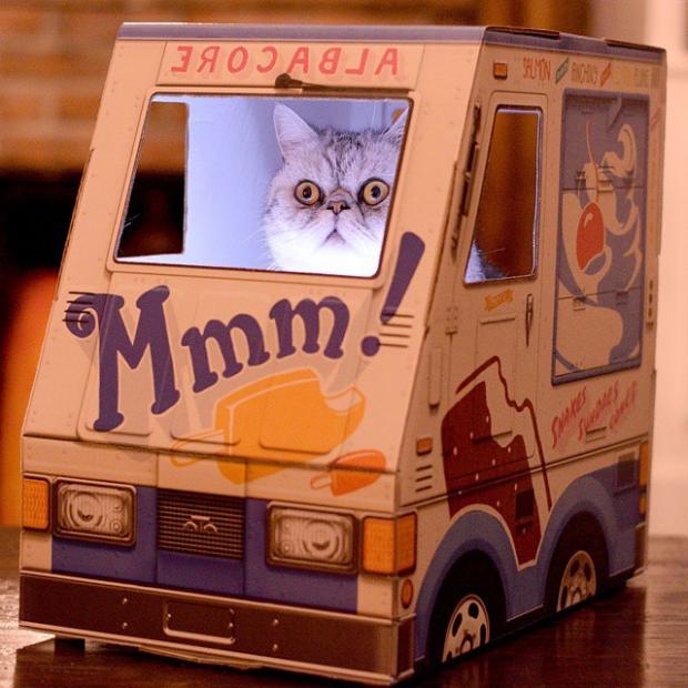 Doom Ice Cream Cat Blank Meme Template