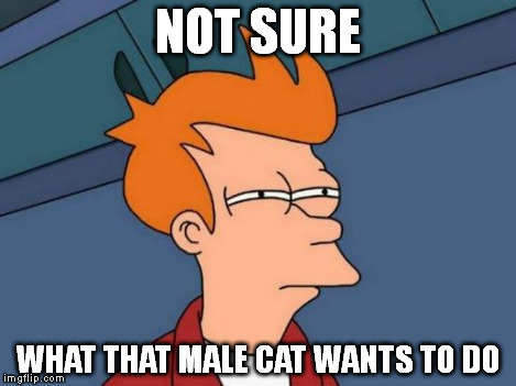 Futurama Fry Meme | NOT SURE WHAT THAT MALE CAT WANTS TO DO | image tagged in memes,futurama fry | made w/ Imgflip meme maker