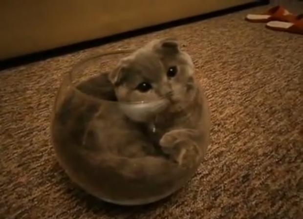 High Quality Fishbowl Cat Blank Meme Template