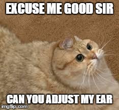 EXCUSE ME GOOD SIR CAN YOU ADJUST MY EAR | image tagged in derpy cat | made w/ Imgflip meme maker