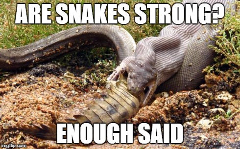 ARE SNAKES STRONG? ENOUGH SAID | image tagged in snake | made w/ Imgflip meme maker
