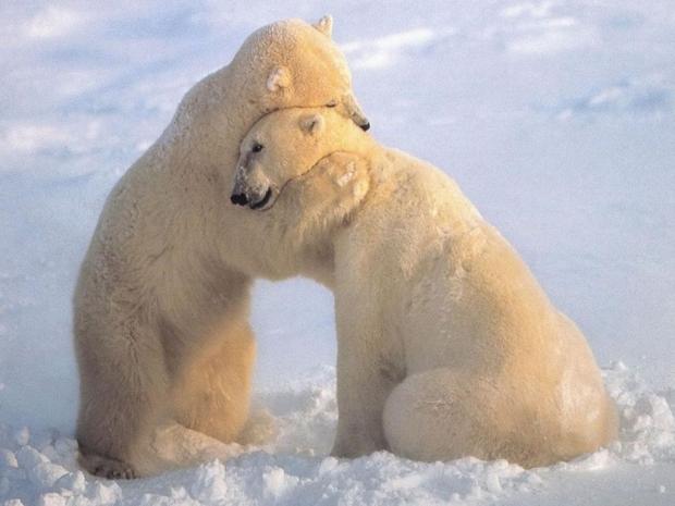 polar_bearhug Blank Meme Template