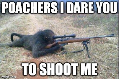 monkeys n guns | POACHERS I DARE YOU TO SHOOT ME | image tagged in monkeys n guns | made w/ Imgflip meme maker