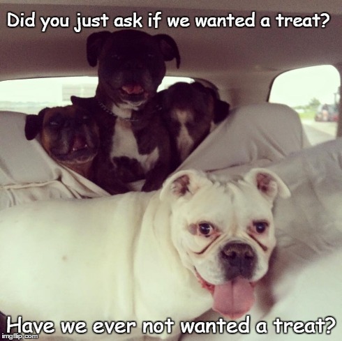 Treat? | Did you just ask if we wanted a treat? Have we ever not wanted a treat? | image tagged in dogs,funny,memes,boxer | made w/ Imgflip meme maker