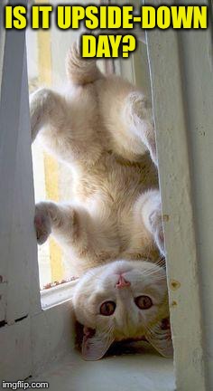 upside down cat | IS IT UPSIDE-DOWN DAY? | image tagged in upside down cat | made w/ Imgflip meme maker