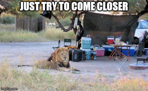 JUST TRY TO COME CLOSER | image tagged in lion | made w/ Imgflip meme maker