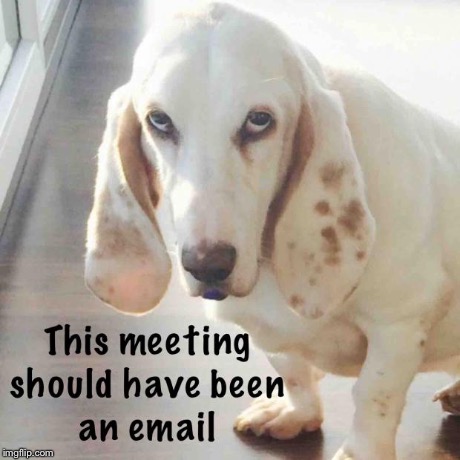 image tagged in tank the basset | made w/ Imgflip meme maker