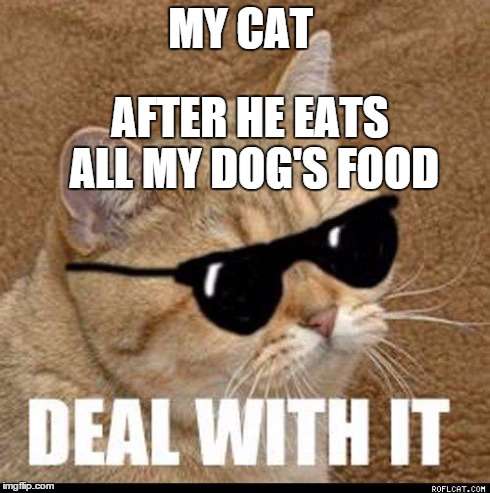 MY CAT AFTER HE EATS ALL MY DOG'S FOOD | image tagged in deal with it cat | made w/ Imgflip meme maker