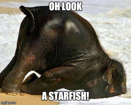 Starfish | OH LOOK A STARFISH! | image tagged in baby elephant,beach,starfish | made w/ Imgflip meme maker