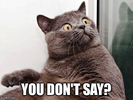 surprised cat | YOU DON'T SAY? | image tagged in surprised cat | made w/ Imgflip meme maker