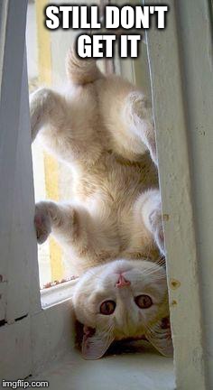 upside down cat | STILL DON'T GET IT | image tagged in upside down cat | made w/ Imgflip meme maker