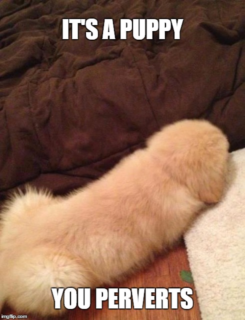 IT'S A PUPPY YOU PERVERTS | image tagged in funny dog | made w/ Imgflip meme maker