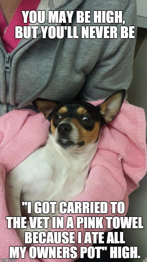 stoned puppy | YOU MAY BE HIGH, BUT YOU'LL NEVER BE "I GOT CARRIED TO THE VET IN A PINK TOWEL BECAUSE I ATE ALL MY OWNERS POT" HIGH. | image tagged in too damn high,puppy | made w/ Imgflip meme maker
