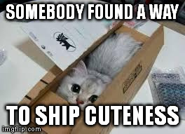Cute Kittens | SOMEBODY FOUND A WAY TO SHIP CUTENESS | image tagged in cute kittens | made w/ Imgflip meme maker