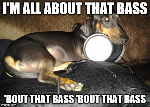I'M ALL ABOUT THAT BASS 'BOUT THAT BASS 'BOUT THAT BASS | image tagged in dachshund | made w/ Imgflip meme maker