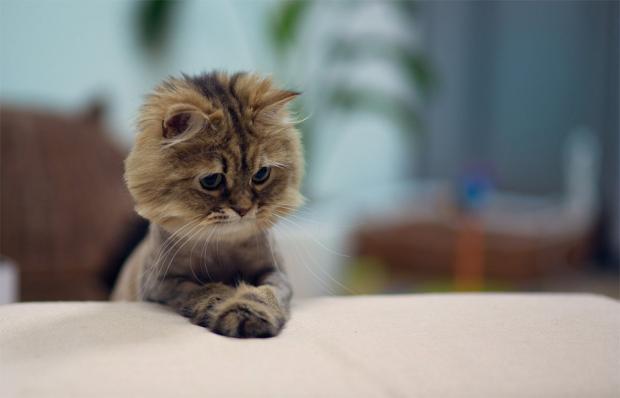 http://onebigphoto.com/uploads/2014/04/cute-mini-lion-kitten.jpg Blank Meme Template