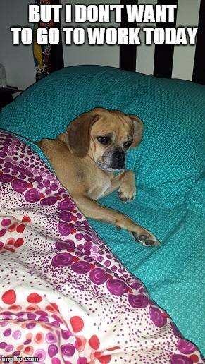 Sleepy Dog | BUT I DON'T WANT TO GO TO WORK TODAY | image tagged in puggle,memes,dogs | made w/ Imgflip meme maker