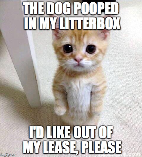 Cute Cat Meme | THE DOG POOPED IN MY LITTERBOX I'D LIKE OUT OF MY LEASE, PLEASE | image tagged in memes,cute cat | made w/ Imgflip meme maker