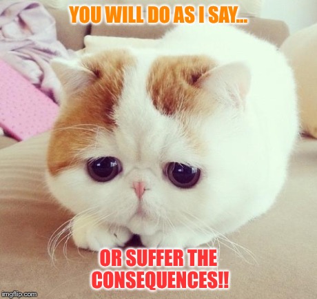 sad cat 2 | YOU WILL DO AS I SAY... OR SUFFER THE CONSEQUENCES!! | image tagged in sad cat 2 | made w/ Imgflip meme maker