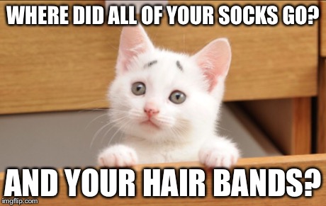 You stole them, remember? | WHERE DID ALL OF YOUR SOCKS GO? AND YOUR HAIR BANDS? | image tagged in cute,kittens,funny | made w/ Imgflip meme maker