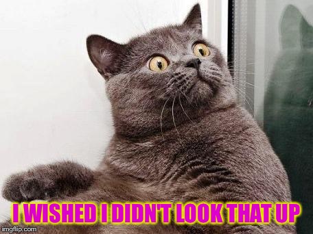 surprised cat | I WISHED I DIDN'T LOOK THAT UP | image tagged in surprised cat | made w/ Imgflip meme maker