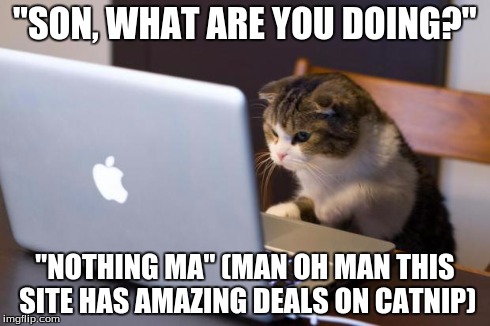 Cat using computer | "SON, WHAT ARE YOU DOING?" "NOTHING MA" (MAN OH MAN THIS SITE HAS AMAZING DEALS ON CATNIP) | image tagged in cat using computer | made w/ Imgflip meme maker