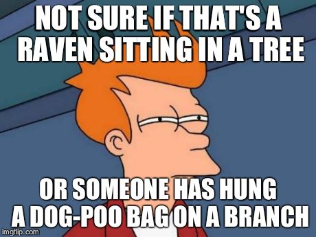 Futurama Fry Meme | NOT SURE IF THAT'S A RAVEN SITTING IN A TREE OR SOMEONE HAS HUNG A DOG-POO BAG ON A BRANCH | image tagged in memes,futurama fry | made w/ Imgflip meme maker