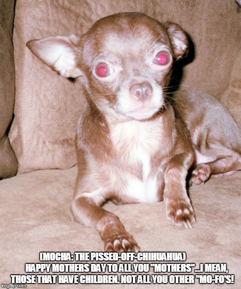 Mocha the pissed-off chihuahua - Imgflip