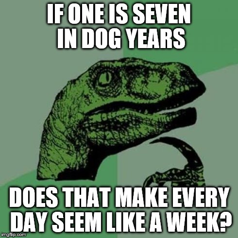 Philosoraptor | IF ONE IS SEVEN IN DOG YEARS DOES THAT MAKE EVERY DAY SEEM LIKE A WEEK? | image tagged in memes,philosoraptor | made w/ Imgflip meme maker