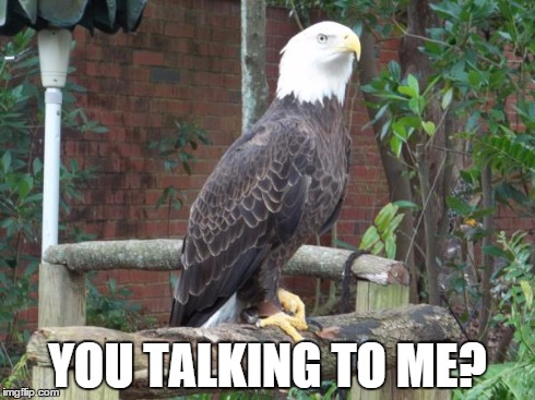 You talking to me? | YOU TALKING TO ME? | image tagged in bald eagle,attitude | made w/ Imgflip meme maker