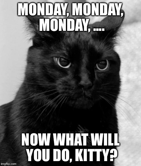 pissed cat | MONDAY, MONDAY, MONDAY, .... NOW WHAT WILL YOU DO, KITTY? | image tagged in pissed cat | made w/ Imgflip meme maker